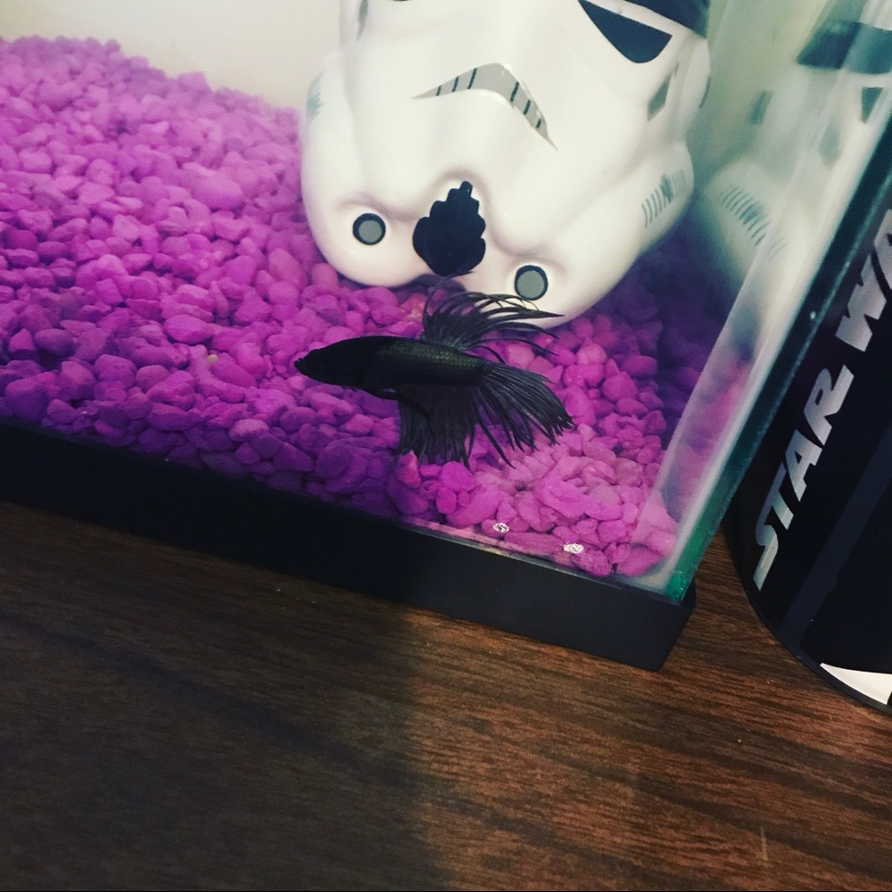 Meet your Posher, Alexis